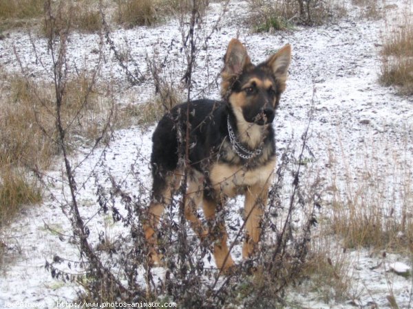 Photo de Berger allemand  poil court