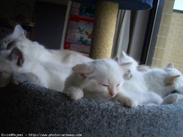 Photo de Ragdoll