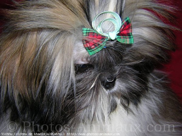 Photo de Shih tzu