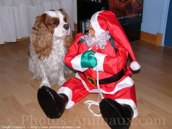 Photo de Cavalier king charles spaniel