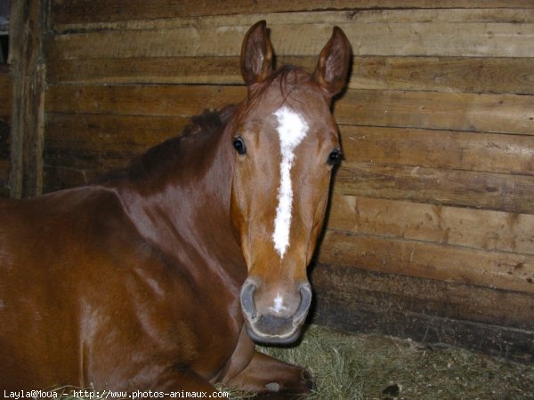 Photo de Quarter horse