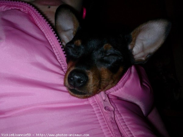 Photo de Pinscher nain