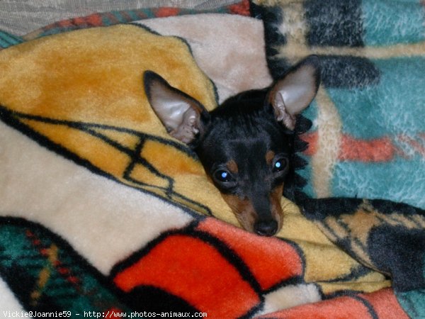 Photo de Pinscher nain