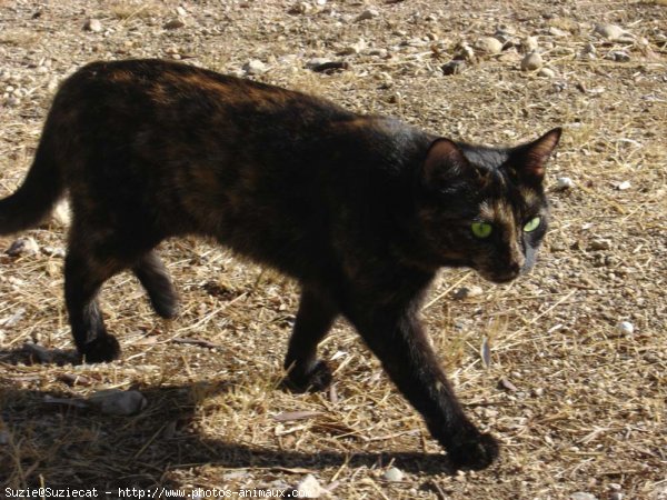 Photo de Chat domestique