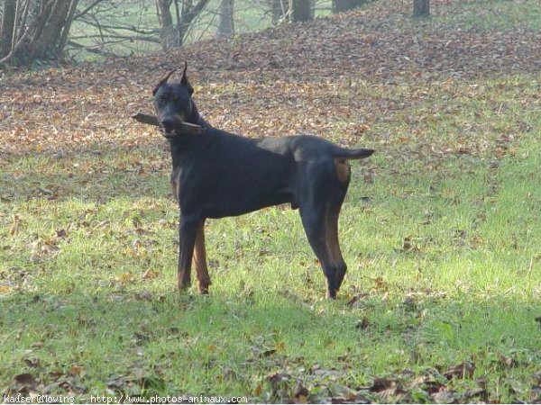 Photo de Dobermann