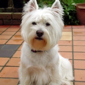 Photo de West highland white terrier