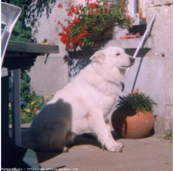 Photo de Berger blanc suisse