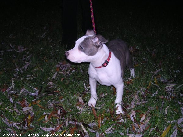 Photo d'American staffordshire terrier