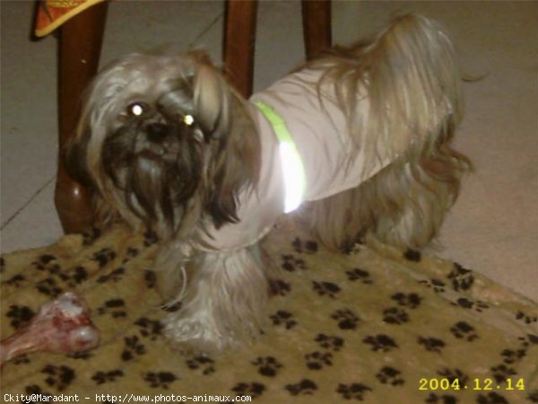 Photo de Shih tzu