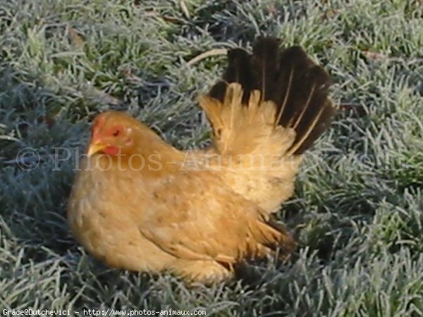 Photo de Poule