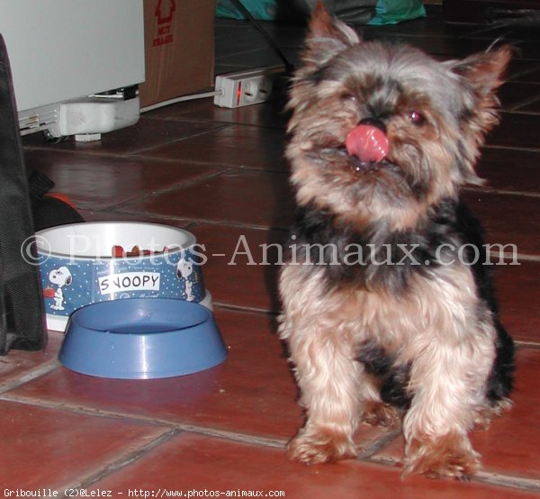 Photo de Yorkshire terrier