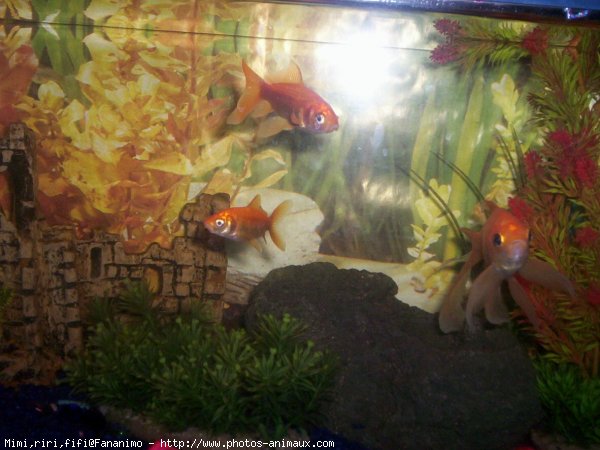 Photo de Poissons rouges