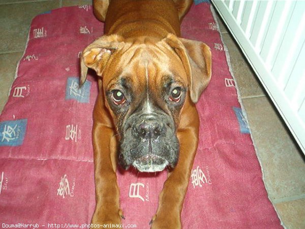 Photo de Boxer