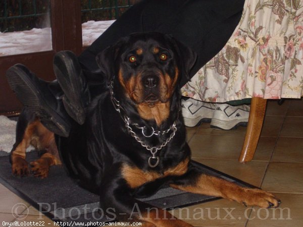 Photo de Rottweiler