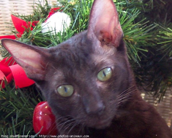 Photo de Cornish rex