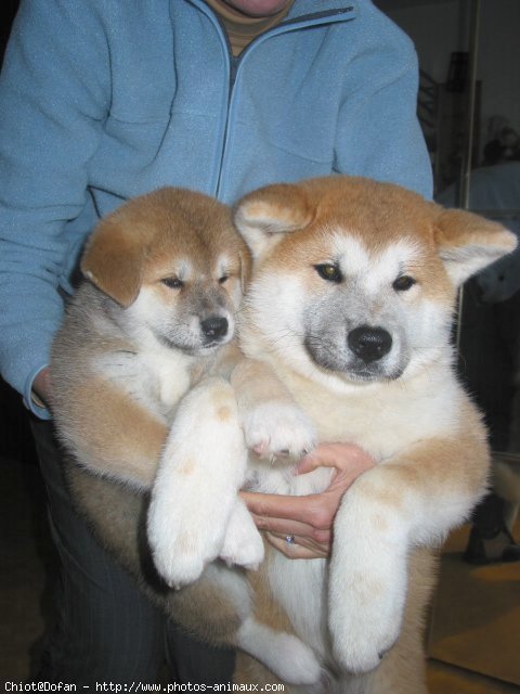 Photo d'Akita inu