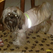 Photo de Shih tzu