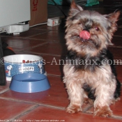 Photo de Yorkshire terrier