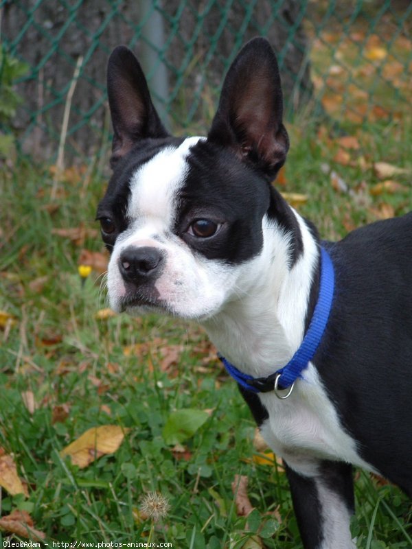 Photo de Boston terrier