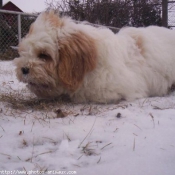 Photo de Lhassa apso