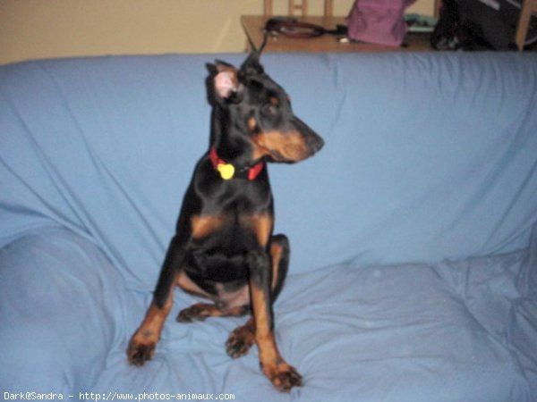 Photo de Dobermann