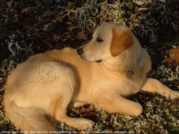 Photo de Golden retriever