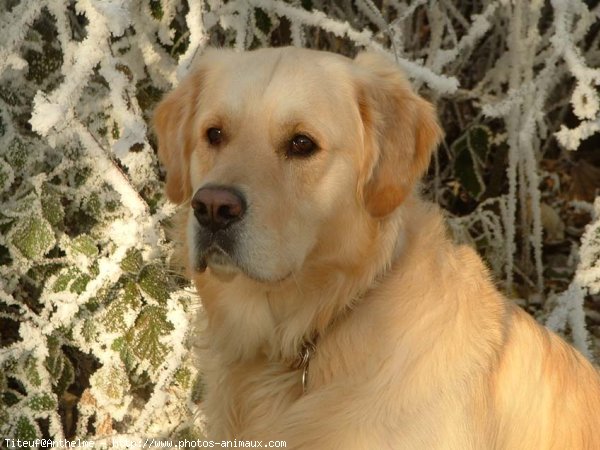 Photo de Golden retriever