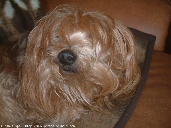 Photo de Yorkshire terrier