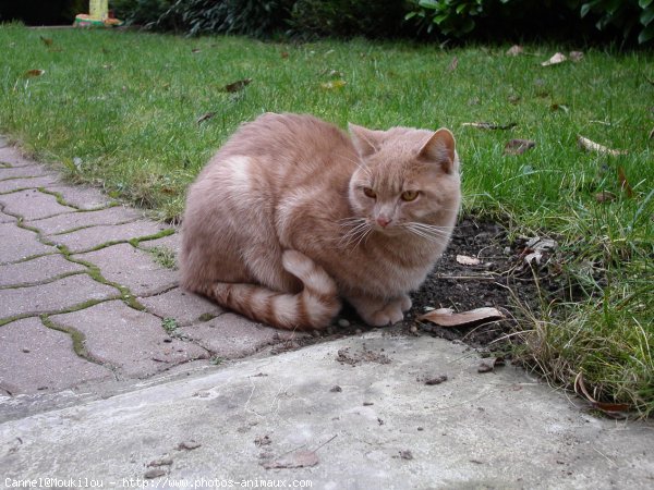 Photo de Chat domestique