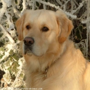 Photo de Golden retriever