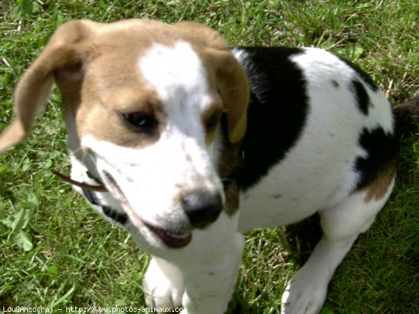 Photo de Beagle