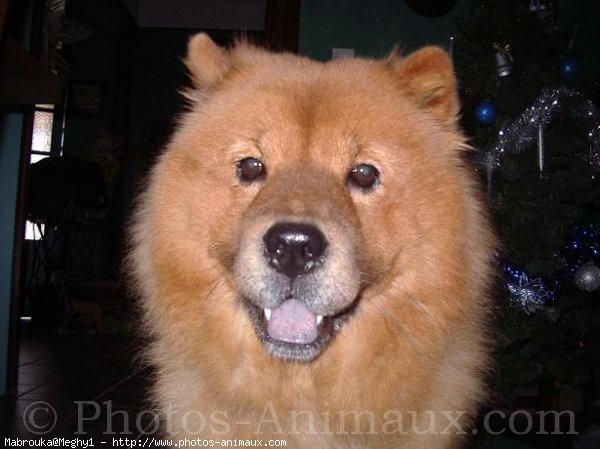 Photo de Chow chow