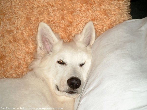 Photo de Berger blanc suisse