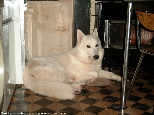 Photo de Berger blanc suisse