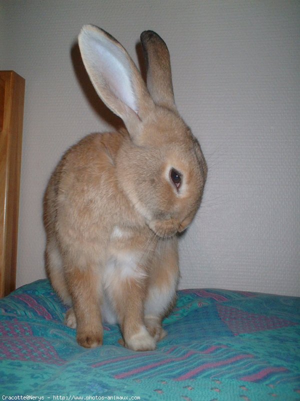 Photo de Lapin