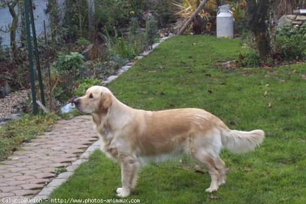 Photo de Golden retriever