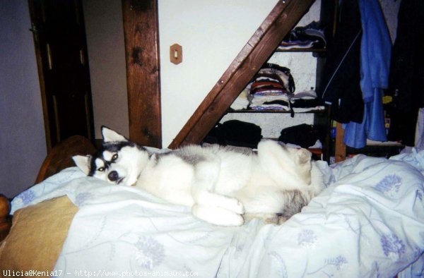 Photo de Husky siberien