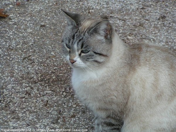 Photo de Chat domestique