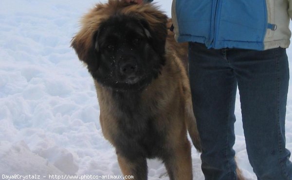 Photo de Leonberg