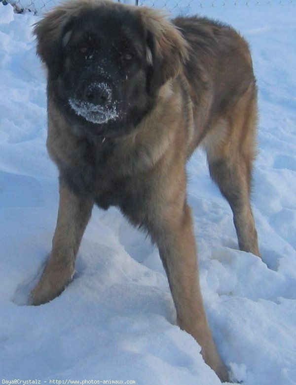 Photo de Leonberg