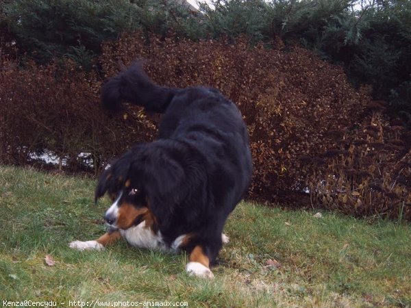 Photo de Bouvier bernois