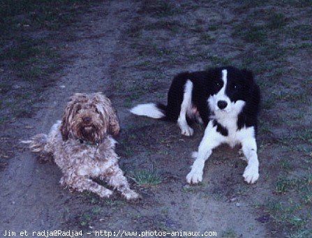 Photo de Races diffrentes