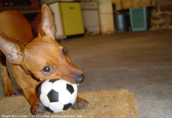 Photo de Pinscher nain