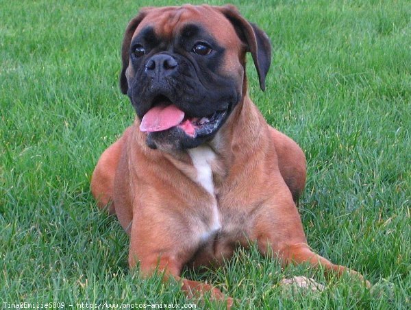 Photo de Boxer