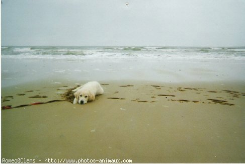 Photo de Golden retriever