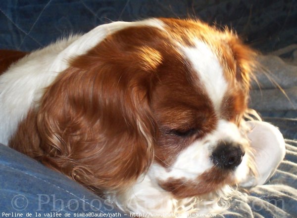 Photo de Cavalier king charles spaniel