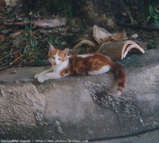 Photo de Chat domestique