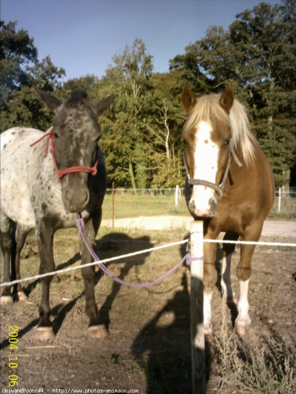 Photo d'Appaloosa