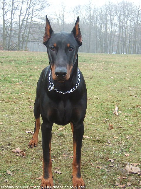 Photo de Dobermann