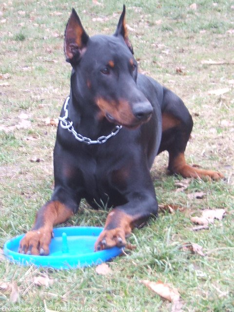 Photo de Dobermann